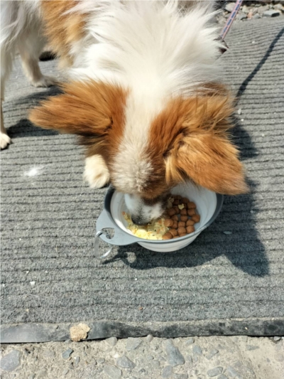 PETOKOTO FOODS�ɂ���