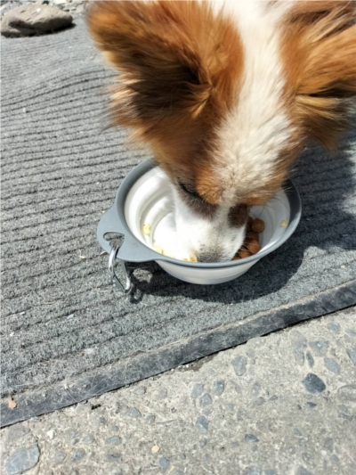 PETOKOTO FOODS�ɂ���