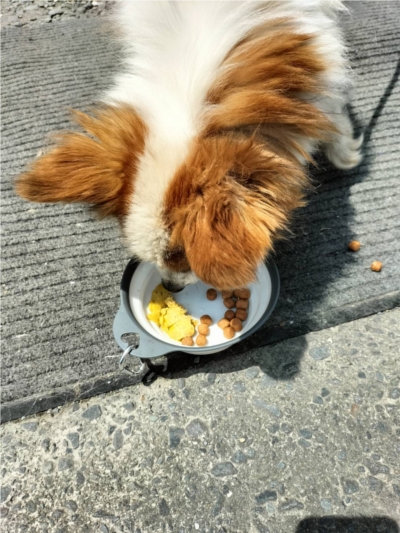 PETOKOTO FOODS�ɂ���