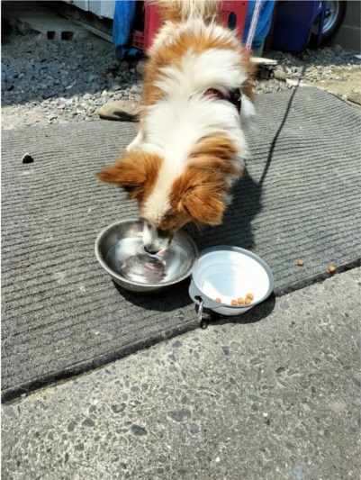 PETOKOTO FOODS�ɂ���